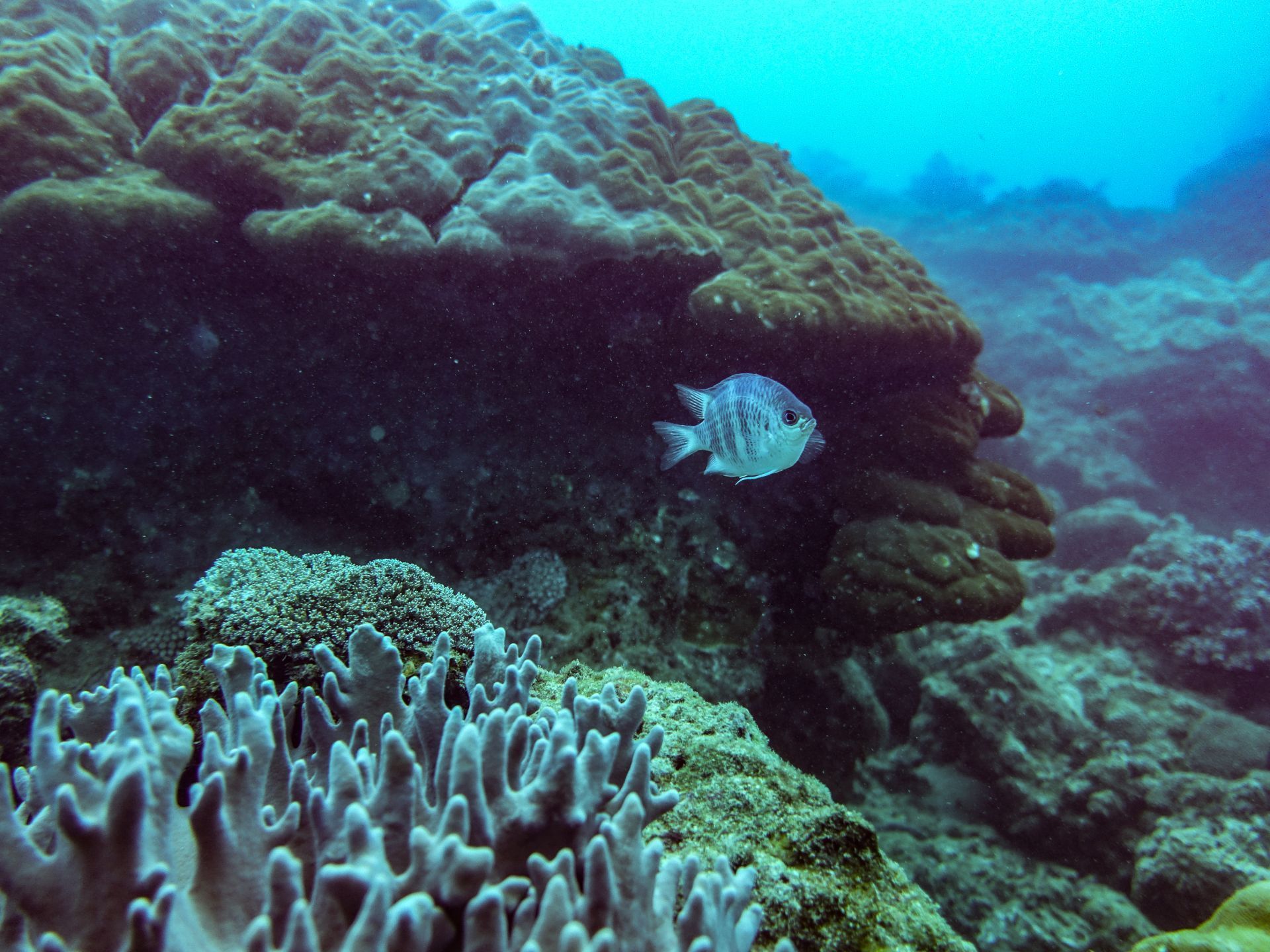 世界海洋日内容图片,世界海洋日海底世界