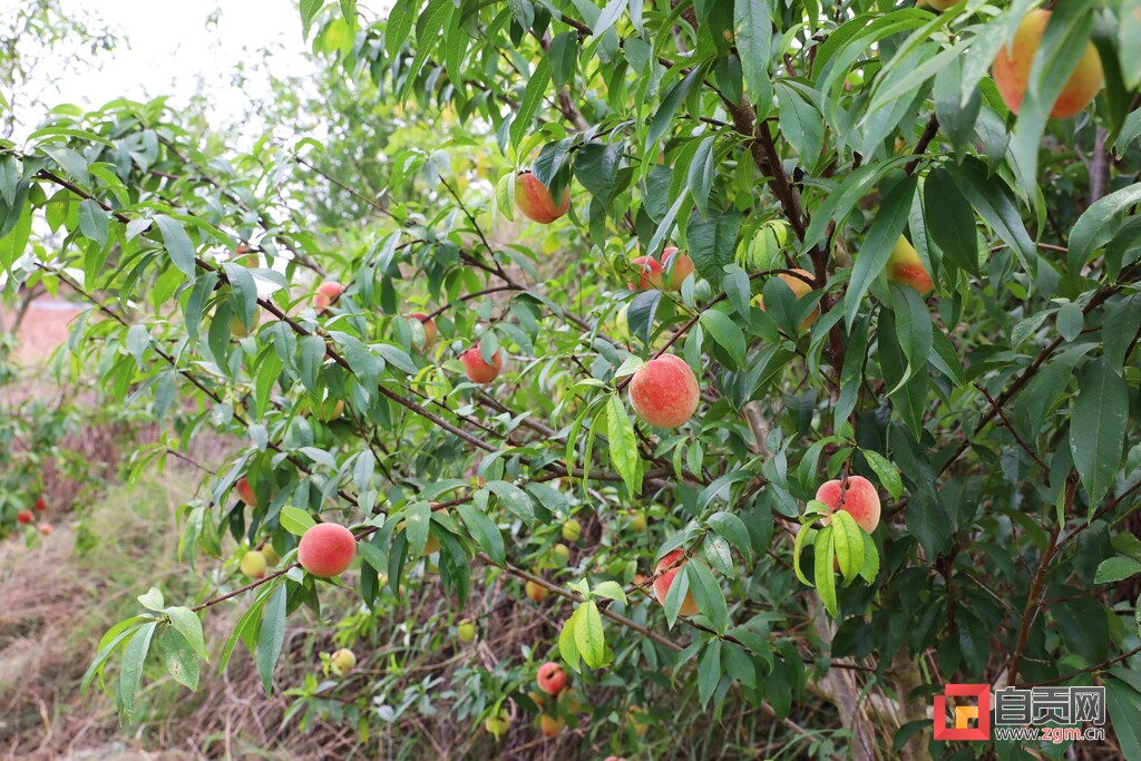 脆果满枝！“桃”经济让生活甜蜜升级