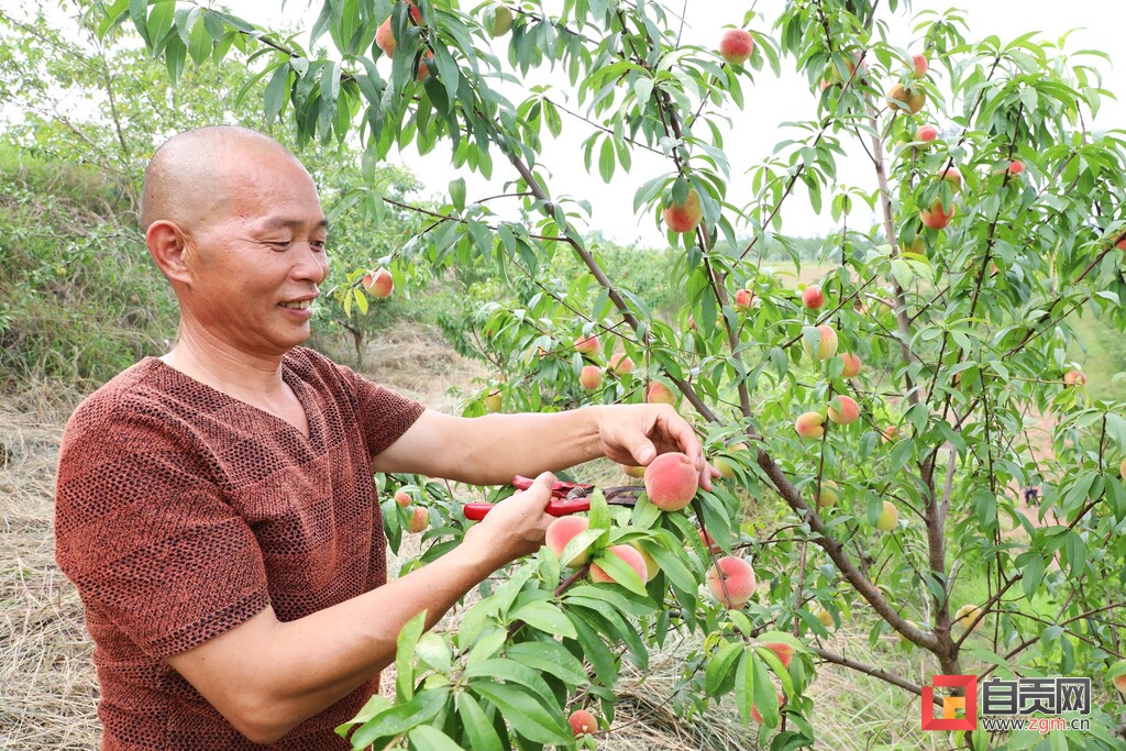 脆果满枝！“桃”经济让生活甜蜜升级