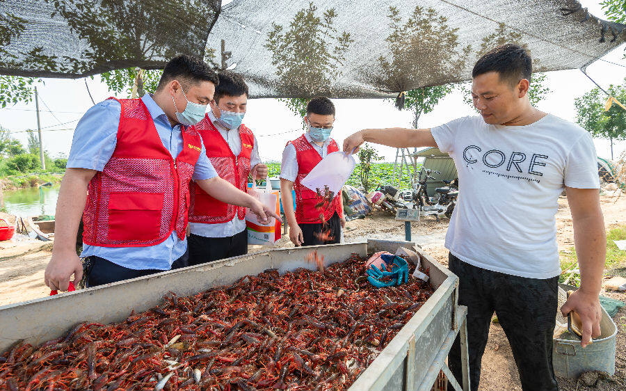 乡村发展小龙虾新闻,潜江小龙虾与乡村振兴