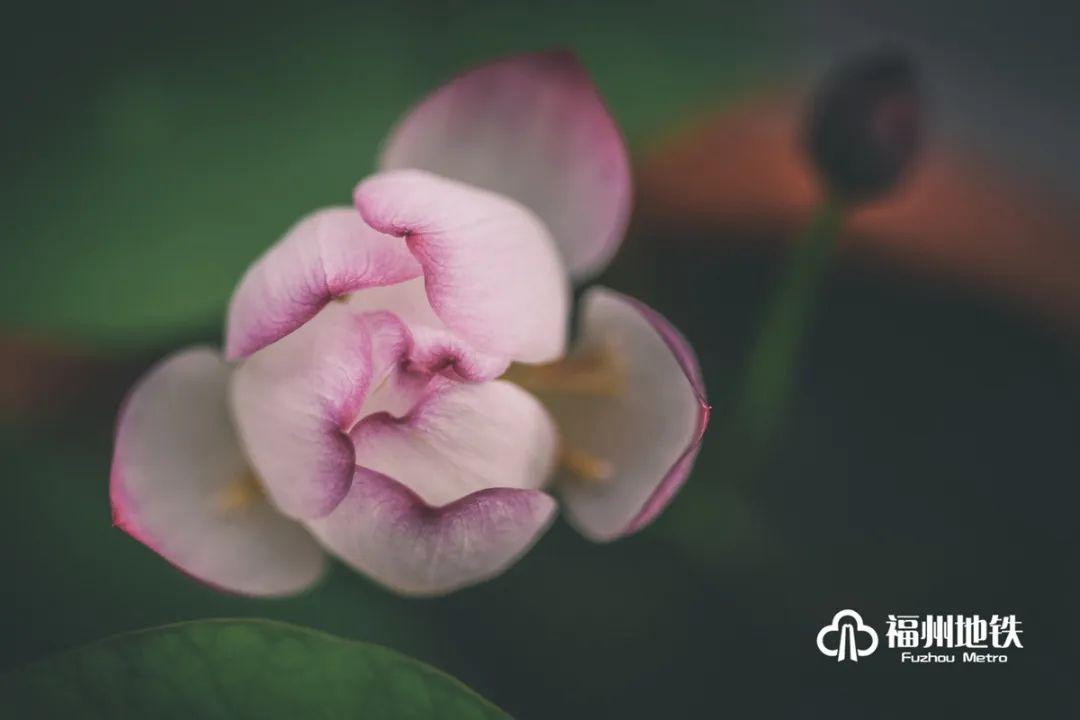 福州地铁4号线花海公园站出入口,福州琴亭湖公园地铁