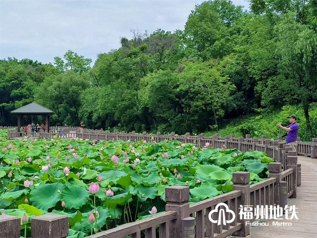 福州地铁4号线花海公园,福州地铁一号线金鸡山公园