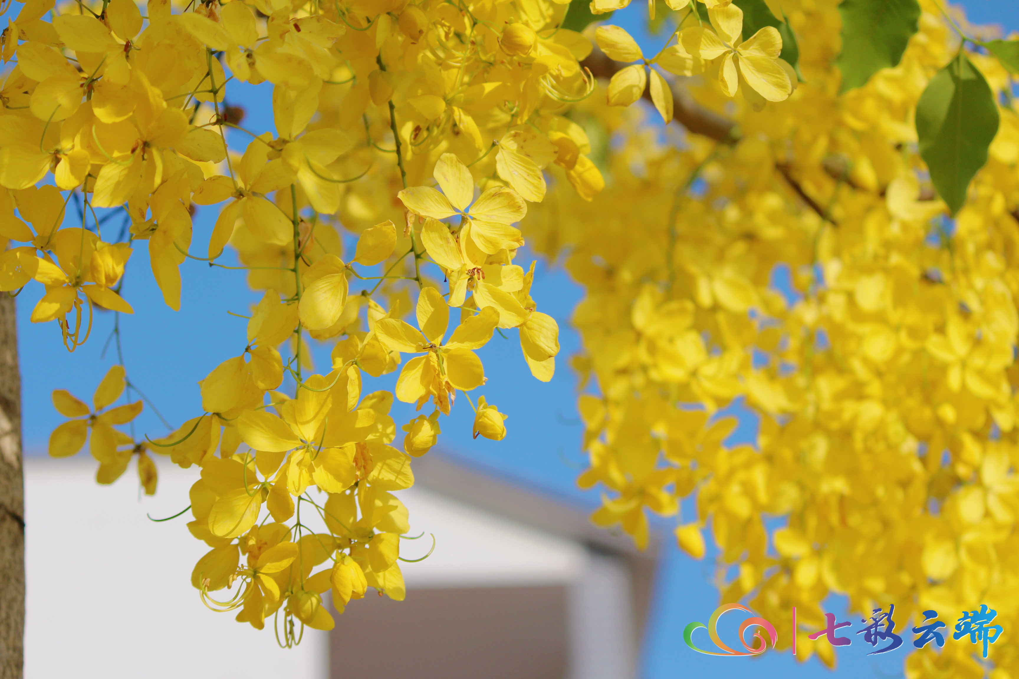 金链花视频,金莲花在街头绚丽绽放