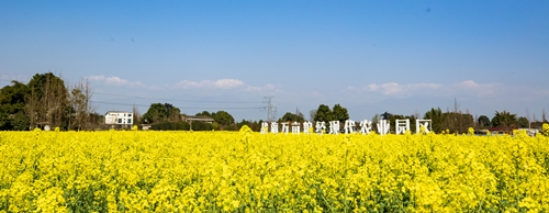 战旗村冲在前,战旗村视频