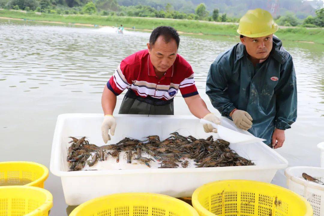 养殖虾赚钱的最佳方法,养殖淡水虾一亩地能赚多少钱