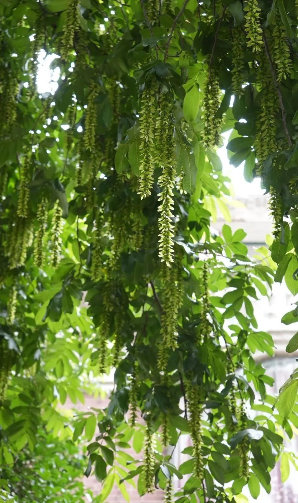 寻找鄂城最美村落｜泽林：云梦泽畔多芳草