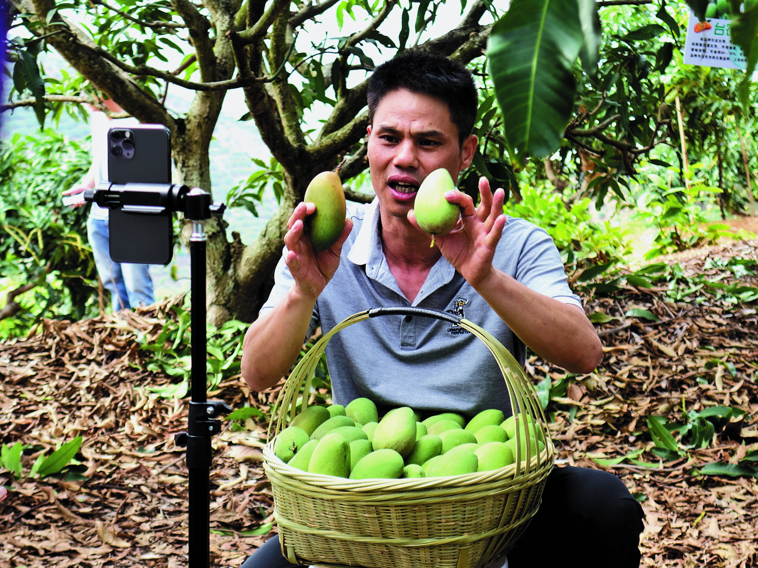 全网同频发力“芒味”飘香全国