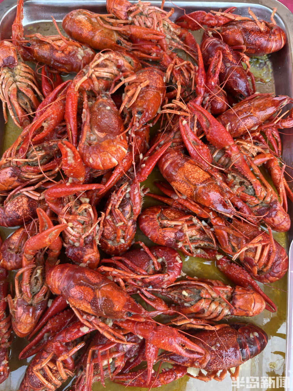 青岛姜山小龙虾开捕,鲜活小龙虾现捕现发