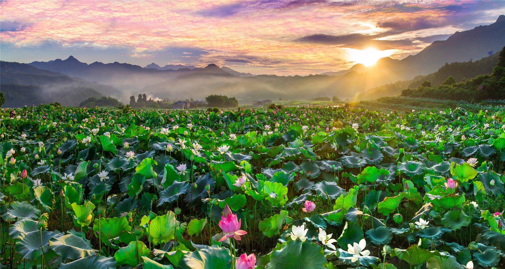 沪明新事之点绿成金