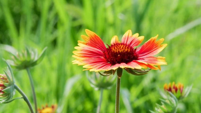 南漳：盛开在六月的天人菊很夏天