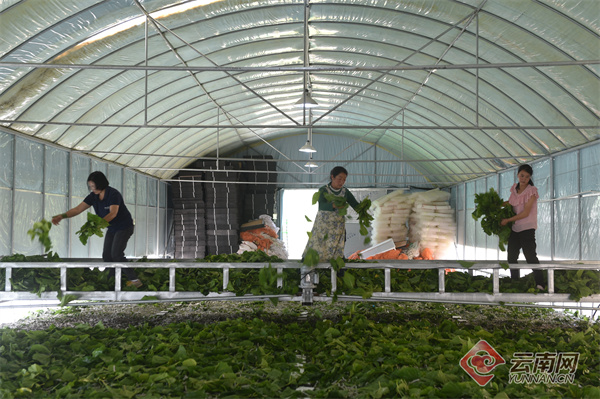 昭通镇雄县：“致富丝”编织农家“幸福梦”