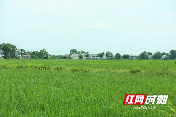 本乡人外乡人都是田间“创业人”