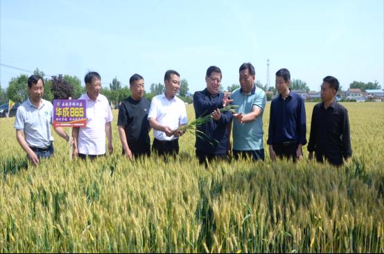 皖来一粒种豫收万担粮——安徽华成种业牵手河南省金囤种业加快推广小麦新品种华成865