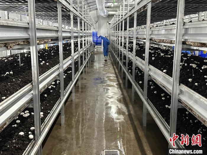 甘肃庆阳绿色循环农业,庆阳智慧农业大棚基地