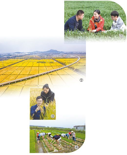 人民日报丨她从城市回到农村，从科研院所走向田间地头，在“科技种田”的实践中展现作为——梦想在希望的田野上闪亮