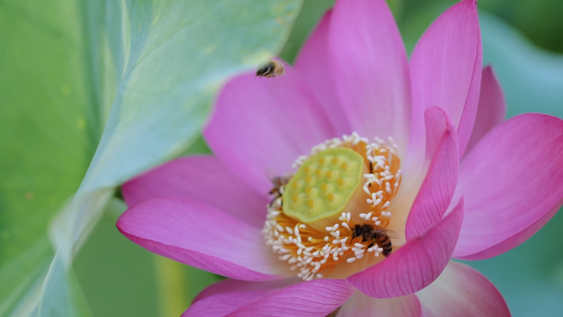 【‘荷’美与共】“荷”你相遇“莲”动盛夏