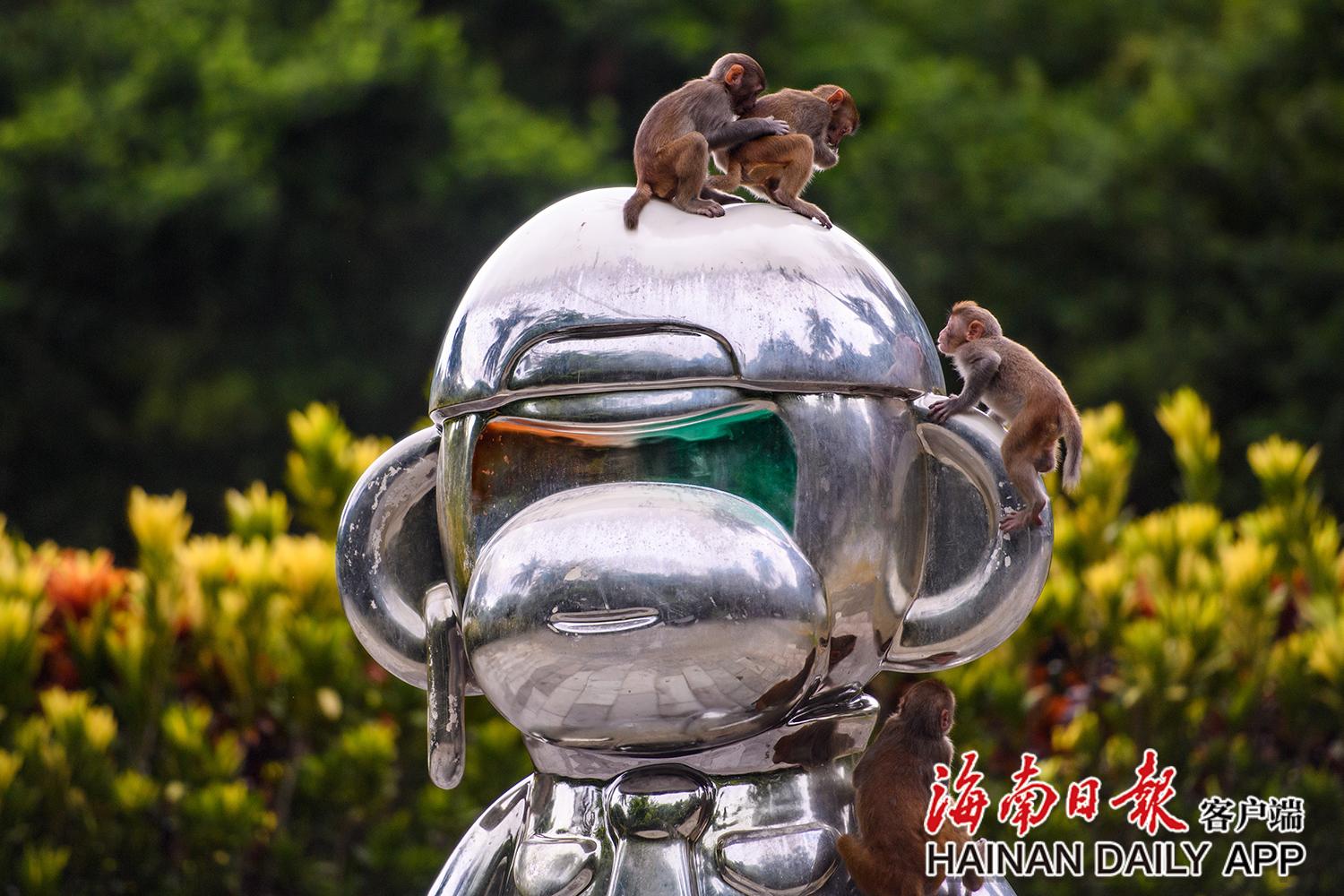 南湾猴岛猴子拍照,南湾猴岛看猕猴