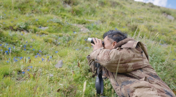 世界雪豹日宣传片,世界雪豹
