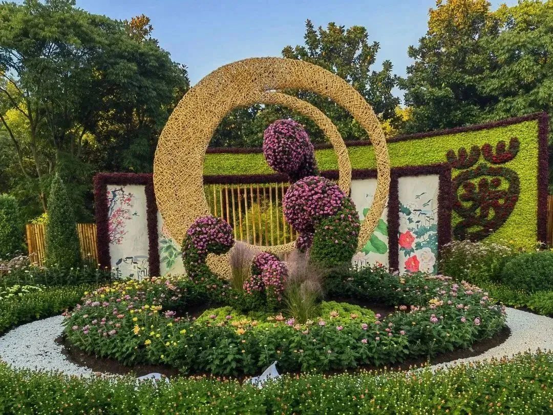 上海菊花展进最佳观赏期,上海菊花展在哪个公园