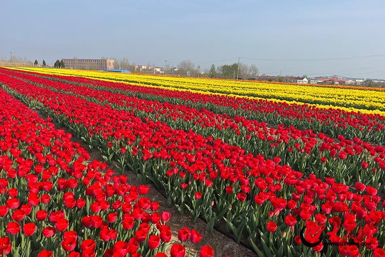 古岘郁金香花海离平度南村多远,平度古岘郁金香详细地址