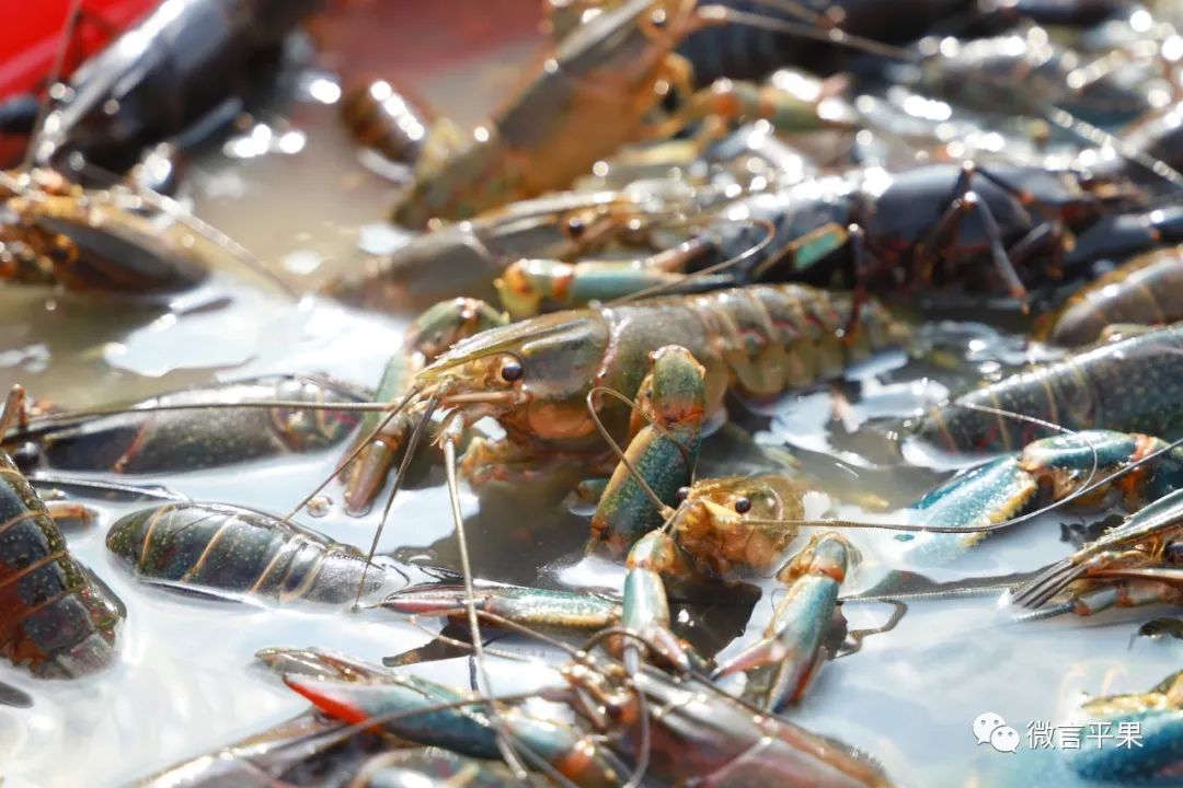 厉害的淡水虾,特别厉害的虾