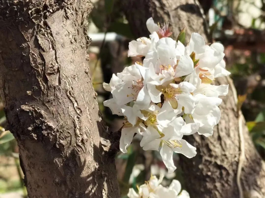 潍坊哪里的樱花最好,潍坊樱花大道在哪里