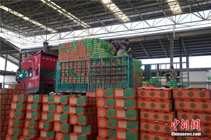 东西问丨黄国弟：芒果是怎样从热带果园飘香全球的？