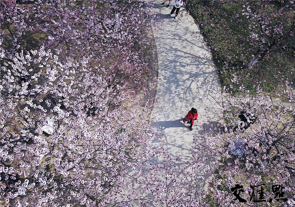 好奇点︱“朵朵开”“挤着开”“低头开”……长得差不多的花这些动作“出卖”了它