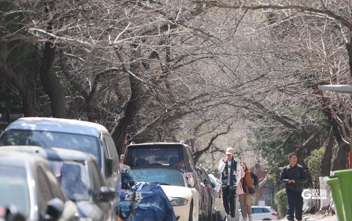 我和樱花有个约会,我和樱花有个约会完整版