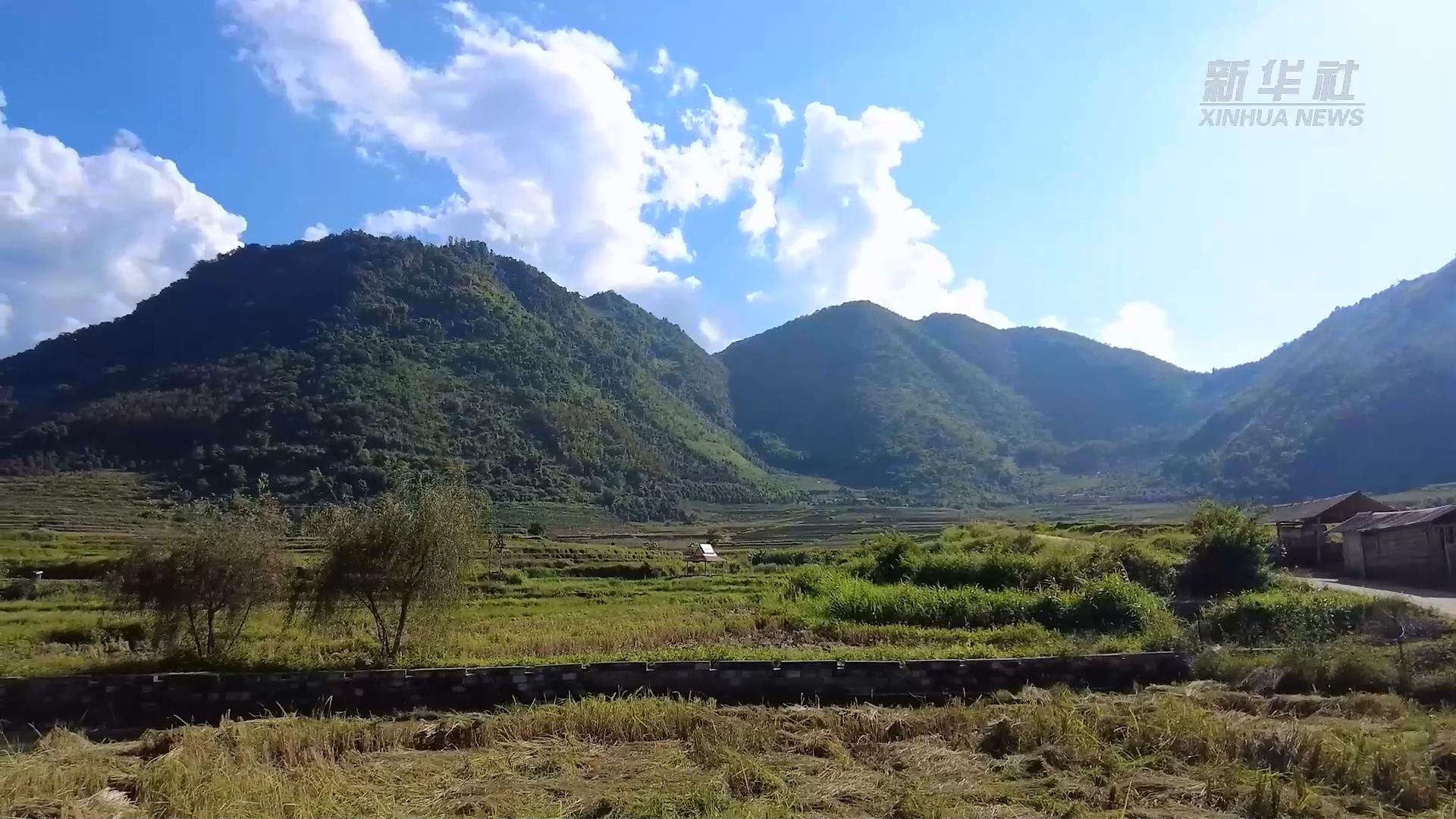 芒市遮放贡米,云南芒市遮放贡米迎丰收