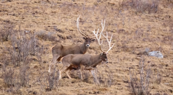 雪豹麦多,世界雪豹日特辑