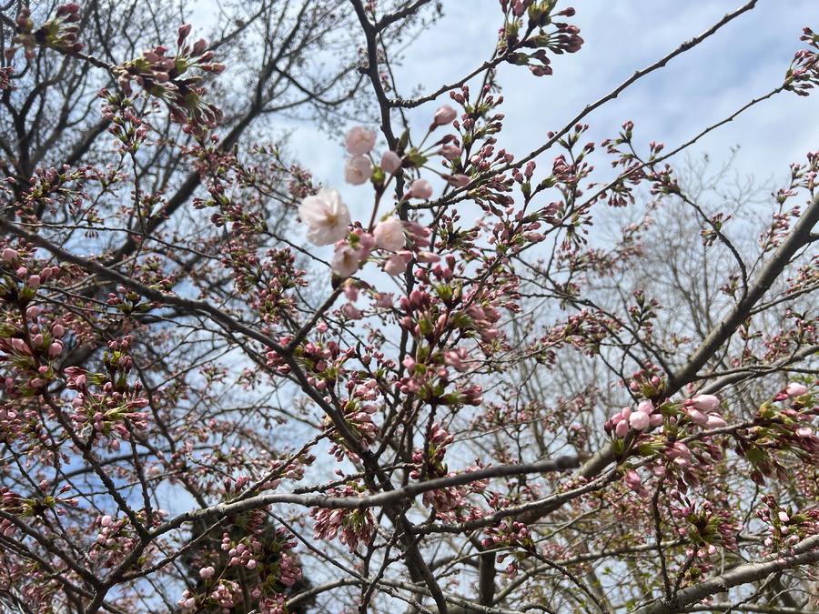 人文青岛特别策划|人间四月天，芳菲山海间——春花漫天遍野，追溯青岛花海背后的人文气息和吸引力法则