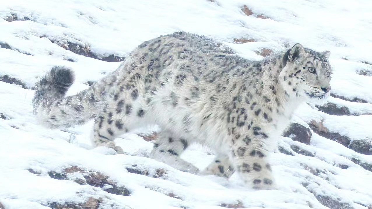 世界雪豹保护日,世界雪豹分布的国家数量