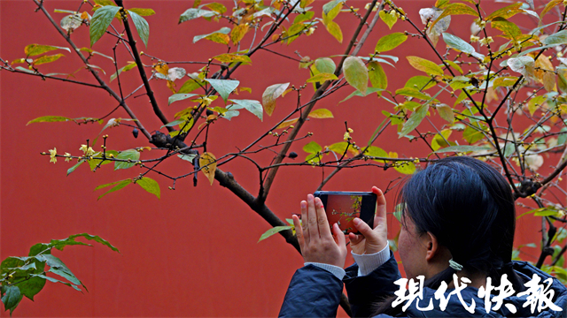 南京市五一各大景点接待游客,南京新年旅游景点